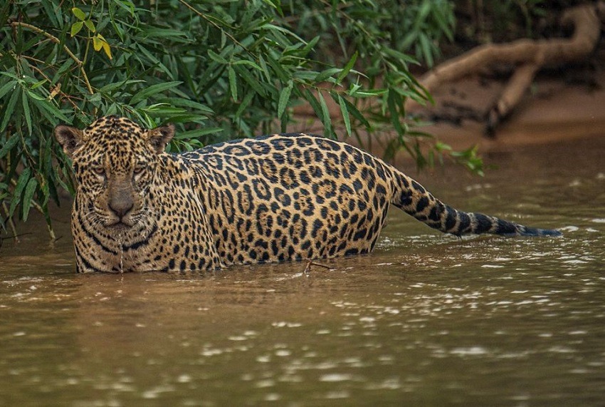 Brasil