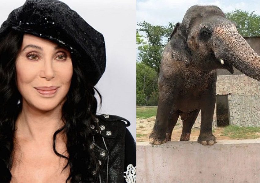 Cher llega a Pakistán para liberar a Kaavan el elefante más solitario del mundo