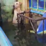 Marina mexicana adopta a perro rescatado en Tabasco