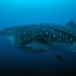 Tiburón ballena