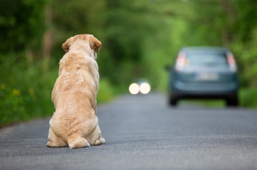 Más de 300.000 perros y gatos en 2019 fueron abandonados en España