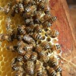 abejas
