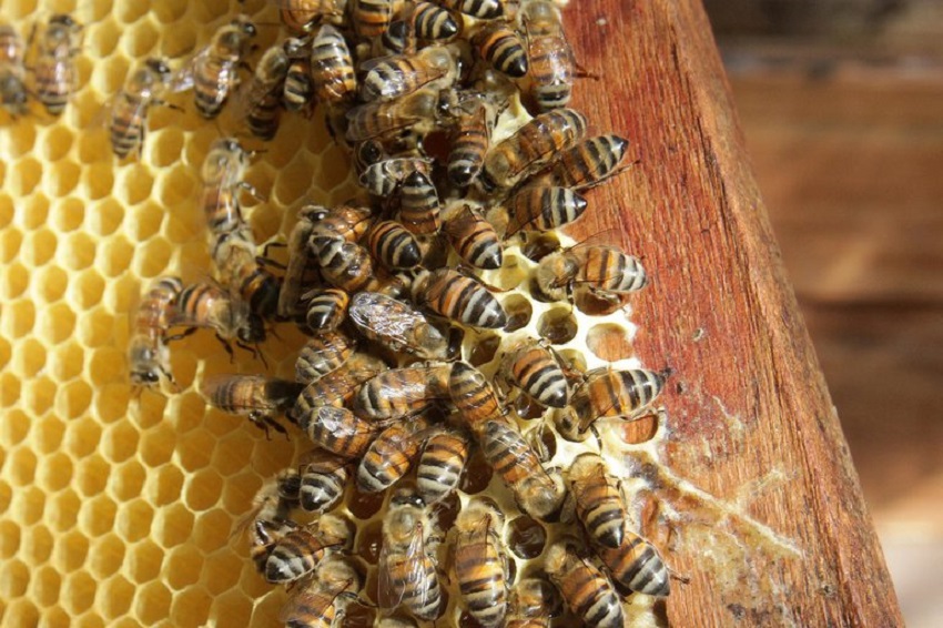 abejas