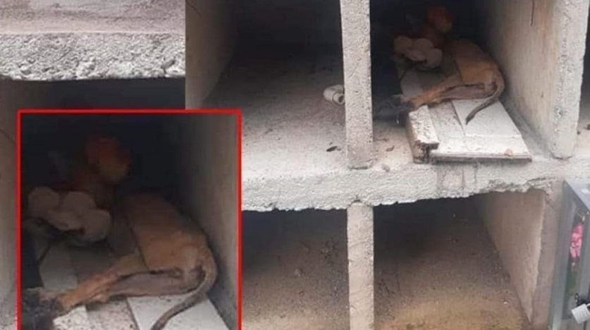 Un perro habría sido sacrificado en ritual hereje en un cementerio de Huila
