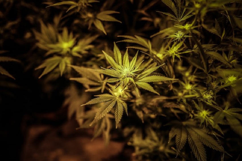 cannabis