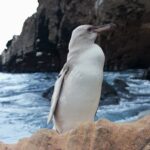 avistan pingüino blanco en las Islas Galápagos