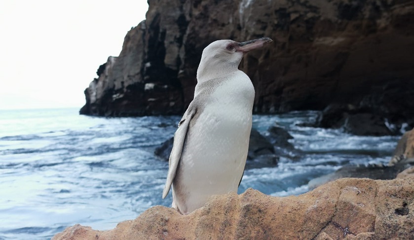 ¡Una maravilla natural! avistan pingüino blanco en las Islas Galápagos