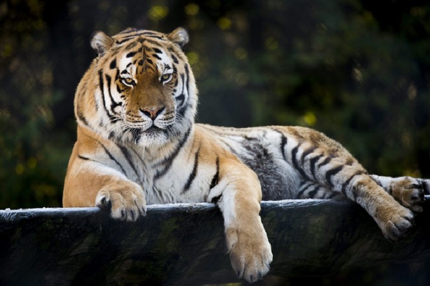 Aumenta la población de tigre siberiano en territorio ruso