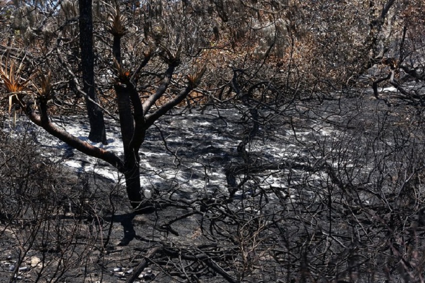 los incendios forestales devora la mitad de la mayor isla de arena del mundo en Australia