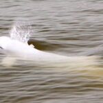 Todas las especies de delfines de agua dulce están en peligro de extinción