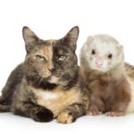 Hurones, gatos y civetas, los animales más susceptibles a contraer la COVID