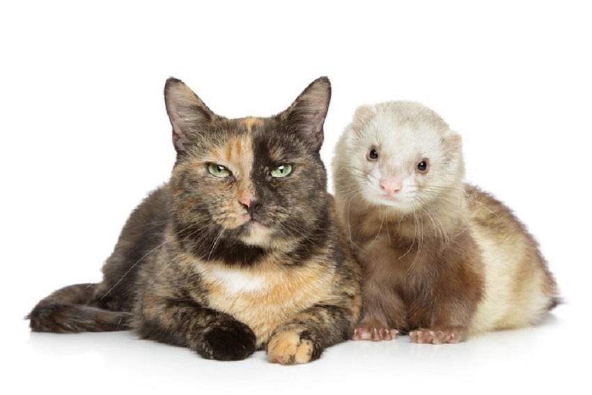Hurones, gatos y civetas, los animales más susceptibles a contraer la COVID