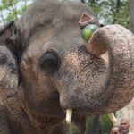 El elefante Kaavan, el más solitario del mundo llegó a su nueva casa en Camboya