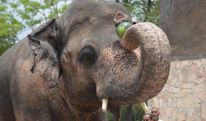 El elefante Kaavan, el más solitario del mundo llegó a su nueva casa en Camboya