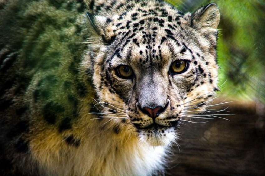 leopardo de las nieves