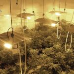 Detenido con casi cien plantas de marihuana en vivienda ocupada ilegalmente