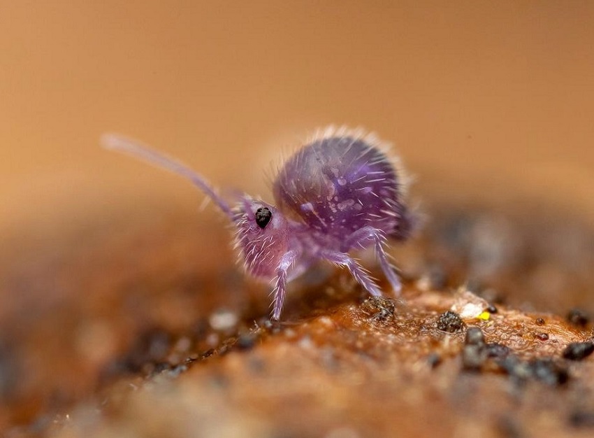 Científicos -biodiversidad