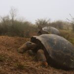 Ecuador censará la población de tortugas gigantes en el volcán Alcedo
