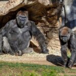 Gorilas del Zoológico de San Diego