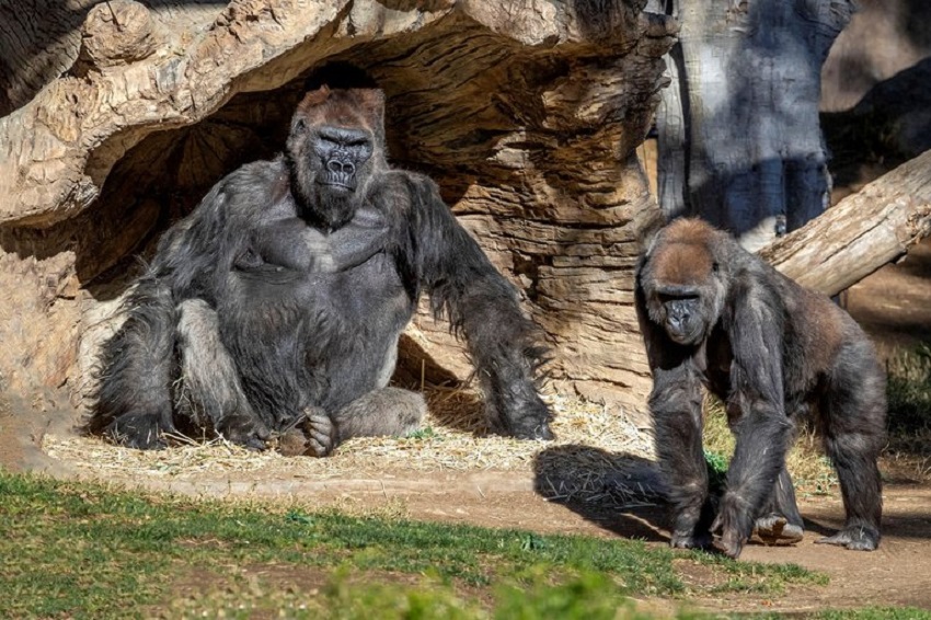 Gorilas del Zoológico de San Diego (EE.UU.) se enferman de covid-19
