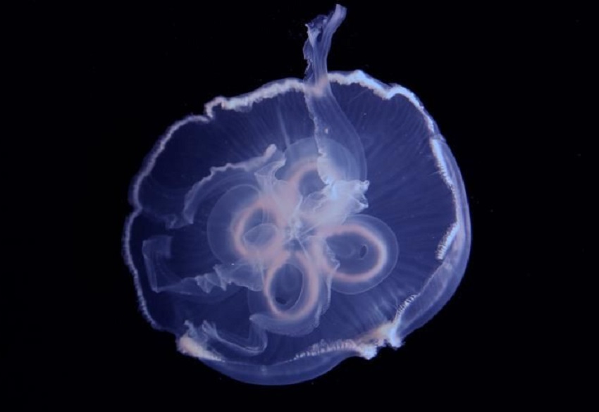 Hallan la clave de la velocidad de las medusas, que podrá usarse en vehículos