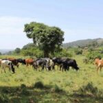 Proteínas permiten rastrear el consumo de leche en la antigüedad en África