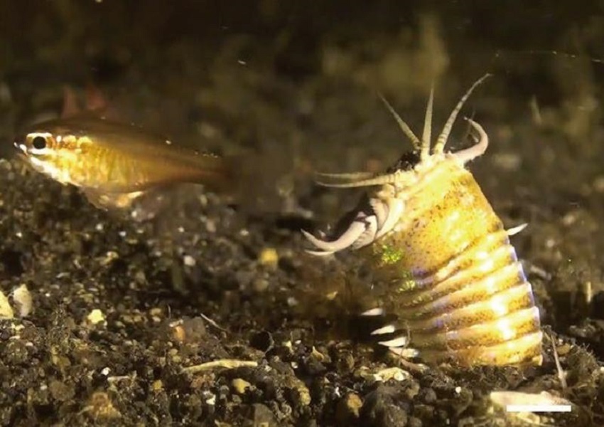Revelan que el fondo marino estuvo habitado por gusanos depredadores gigantes
