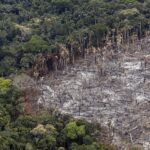 La impresionante deforestación que ha sufrido el mundo en los últimos 13 años