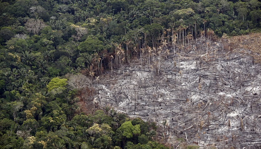 La impresionante deforestación que ha sufrido el mundo en los últimos 13 años