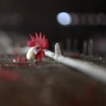gripe aviar--Confirman Caso Fatal de Gripe Aviar A H5N2 en el Estado de México