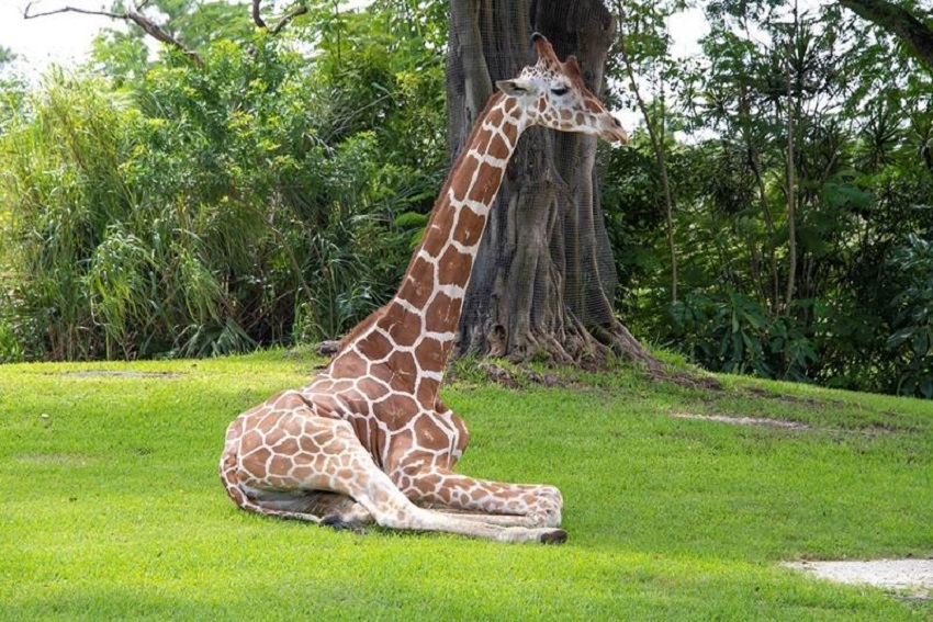 jirafa