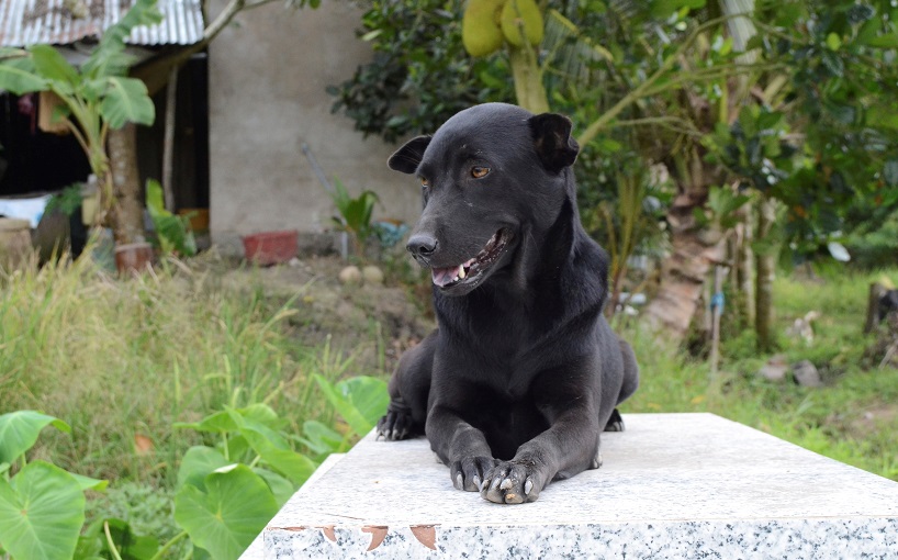 Mino, la perra que no abandona la tumba de su dueño de dos años que se ahogó