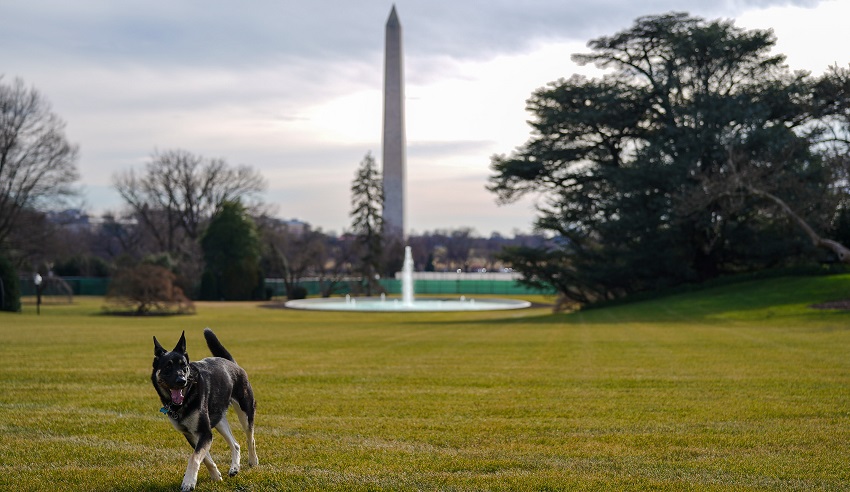 Major y Champ ya están instalados, los perros vuelven a la Casa Blanca