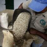 Colombia espera producir seis millones de sacos de café en el primer semestre