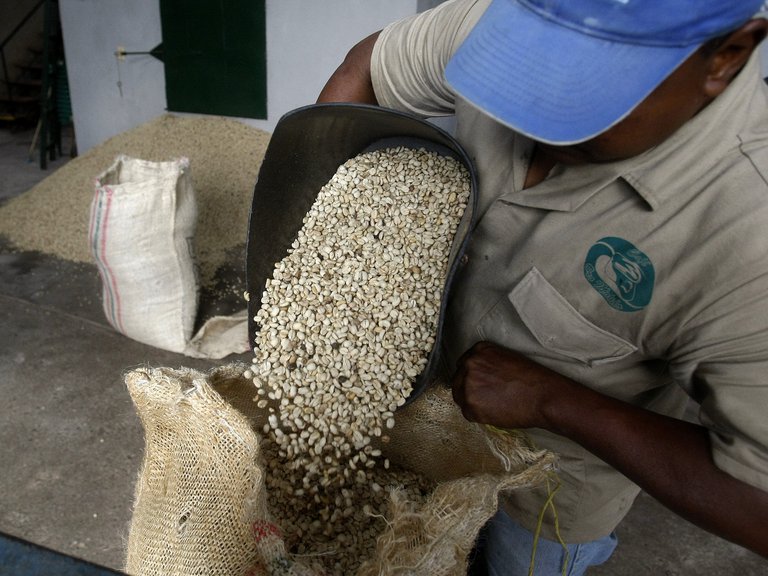 Colombia espera producir seis millones de sacos de café en el primer semestre