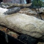 Descubren en Argentina la cola de un armadillo gigante de hace 700.000 años