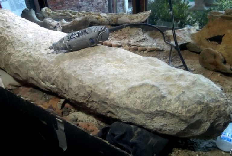 Descubren en Argentina la cola de un armadillo gigante de hace 700.000 años