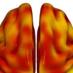 El riesgo cardiovascular y el declive cerebral se asocian en la mediana edad