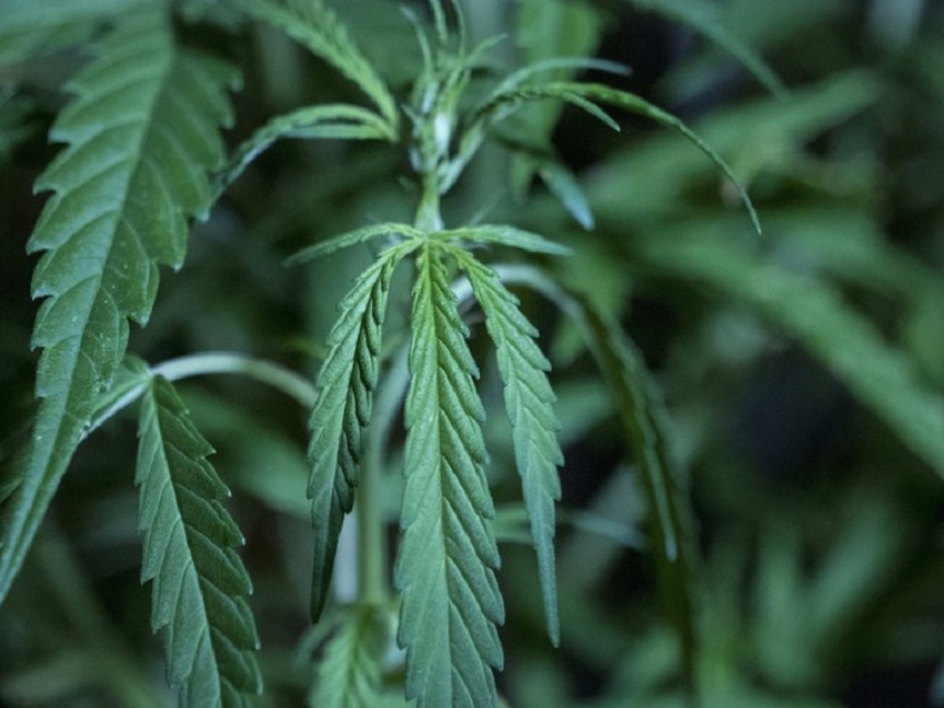 Las acciones de empresas de cannabis, en el punto de mira de Wall Street