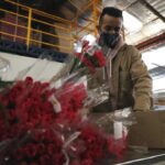 Las flores colombianas viajan por un mundo en pandemia para San Valentín