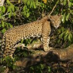 WWF busca respaldo de Latinoamérica para salvar el jaguar, su mayor felino