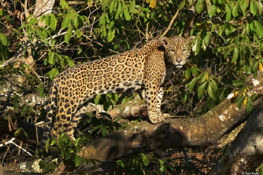 WWF busca respaldo de Latinoamérica para salvar el jaguar, su mayor felino