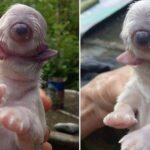 'Cíclope', el perrito que nació con solo un ojo y dos lenguas