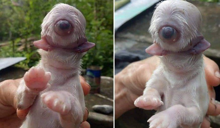 'Cíclope', el perrito que nació con solo un ojo y dos lenguas