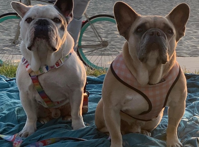 Lady Gaga recupera a Koji y Gustav, sus dos perros robados