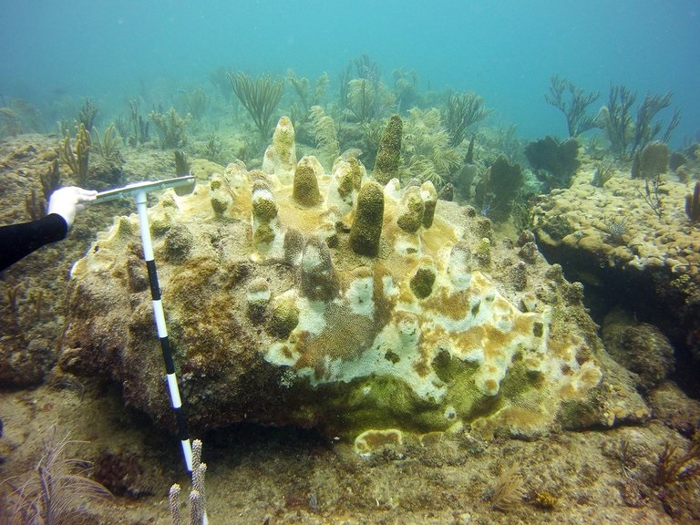 De buzos a científicos voluntarios para proteger los corales