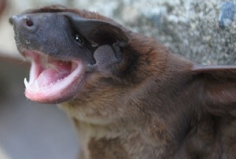 Describen una nueva especie de murciélago en los Andes de Colombia, Perú y Ecuador