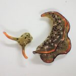 Descubren unas babosas marinas capaces de regenerar su cuerpo entero