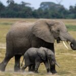 Dos especies de elefantes africanos están en peligro de extinción