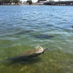 El hambre está matando masivamente al icónico manatí de Florida